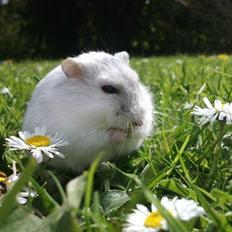 Dværghamster Nellie.