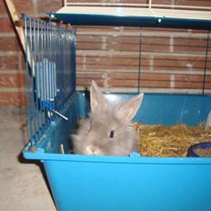 Kanin Mulle.<3 (sir lancelot.)