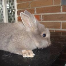 Kanin Mulle.<3 (sir lancelot.)