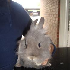 Kanin Mulle.<3 (sir lancelot.)