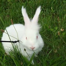 Kanin  angora kanin - Sneboldt  solgt