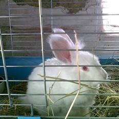 Kanin  angora kanin - Sneboldt  solgt