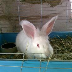 Kanin  angora kanin - Sneboldt  solgt