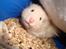 Hamster Bluebells Humle *Hammi*
