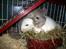 Chinchilla Dolce R.I.P min elskede !