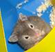 Hamster Fiona 
