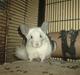 Chinchilla Andi