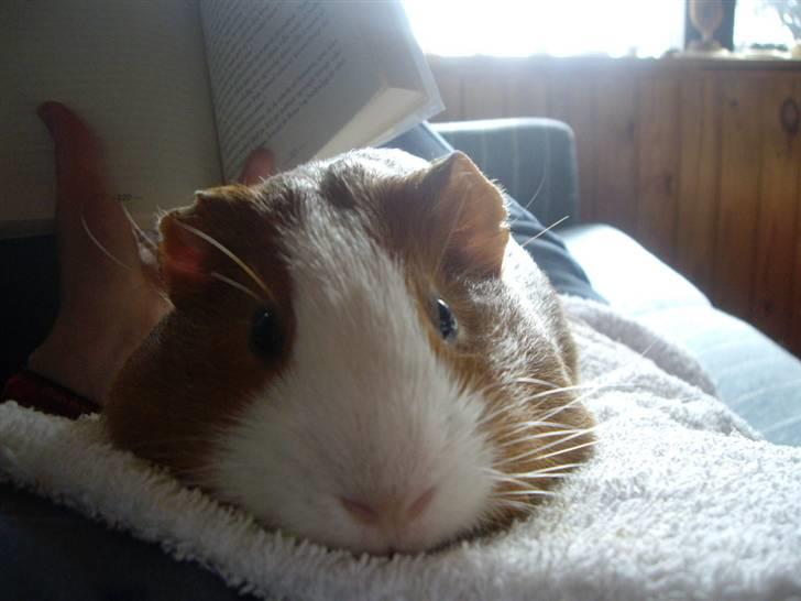 Marsvin Gandor  - ren hygge! marsvin på maven og en god bog! ^^ billede 14