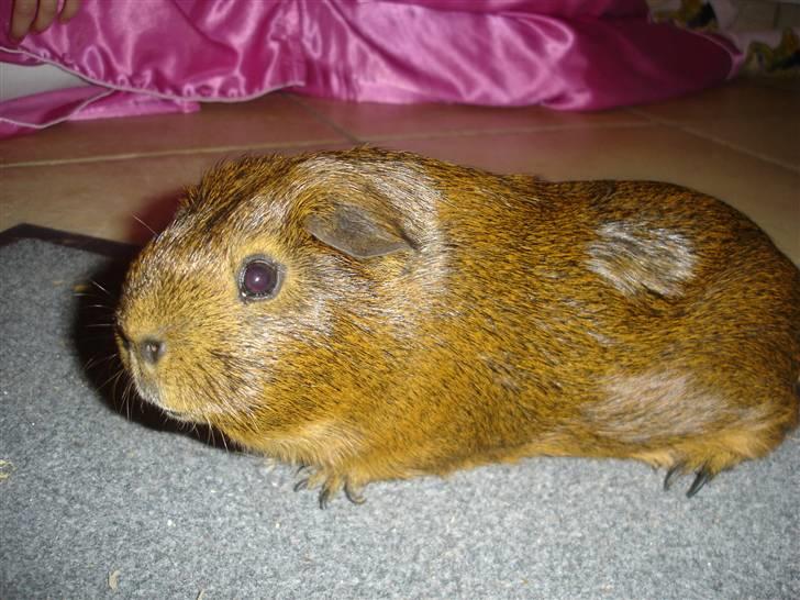 Marsvin Smily's Vaks billede 7