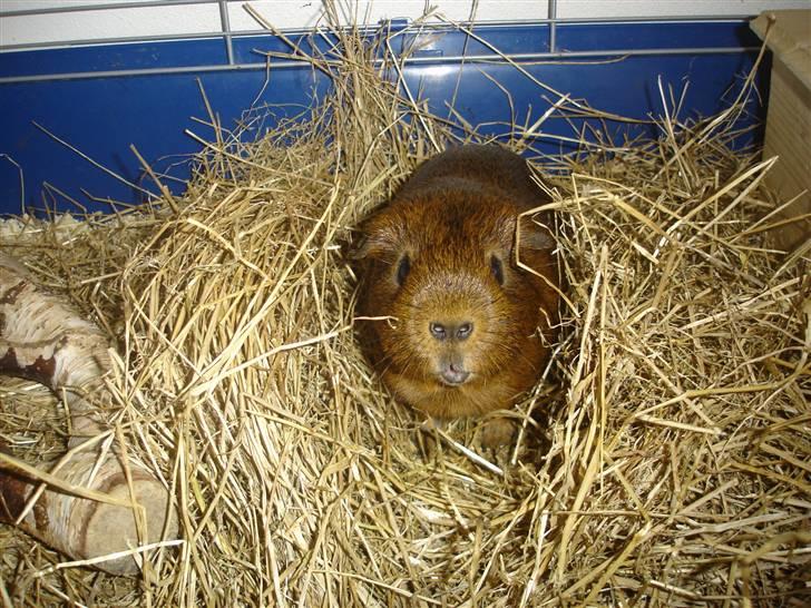 Marsvin Smily's Vaks - Vaks kommer frem og vil kæle:) billede 8