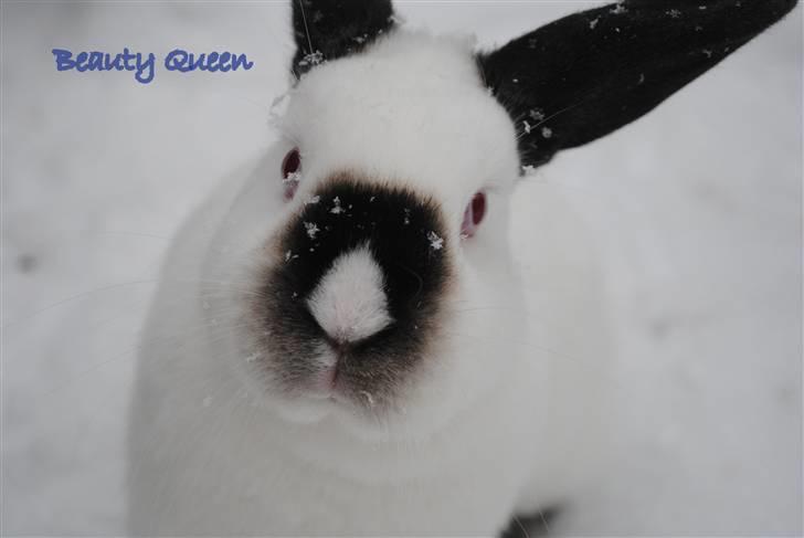 Kanin RødBag's Fie - CUTE! billede 12