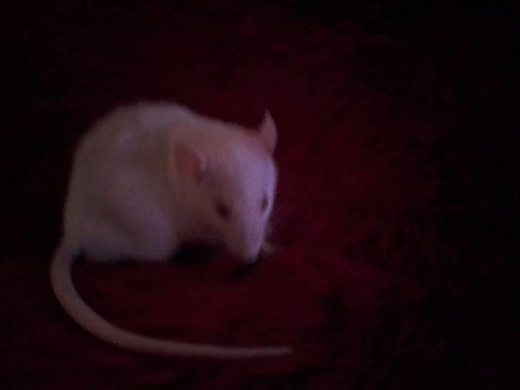 Tamrotte Sofus RIP billede 14