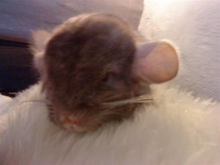 Chinchilla Puff R.I.P - punker hår billede 6