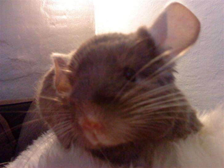 Chinchilla Puff R.I.P billede 7