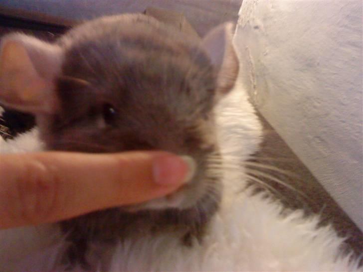 Chinchilla Puff R.I.P billede 8