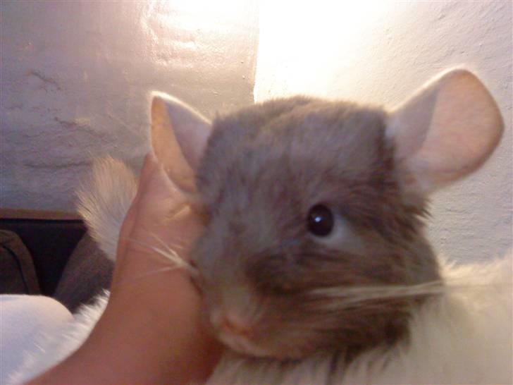 Chinchilla Puff R.I.P billede 9