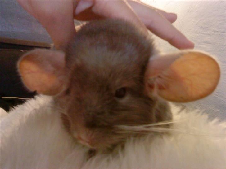 Chinchilla Puff R.I.P - lille trold billede 10