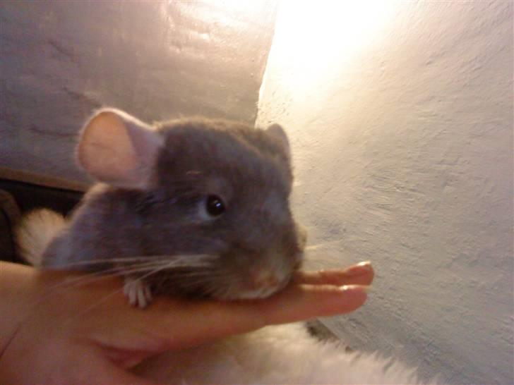 Chinchilla Puff R.I.P billede 11