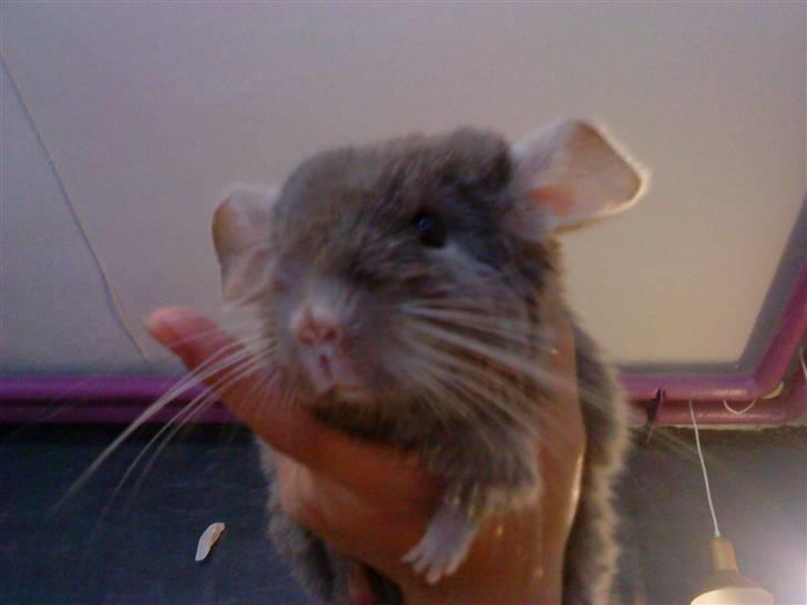Chinchilla Puff R.I.P - flyver chin :D billede 12