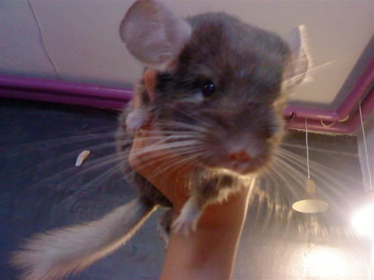 Chinchilla Puff R.I.P billede 13
