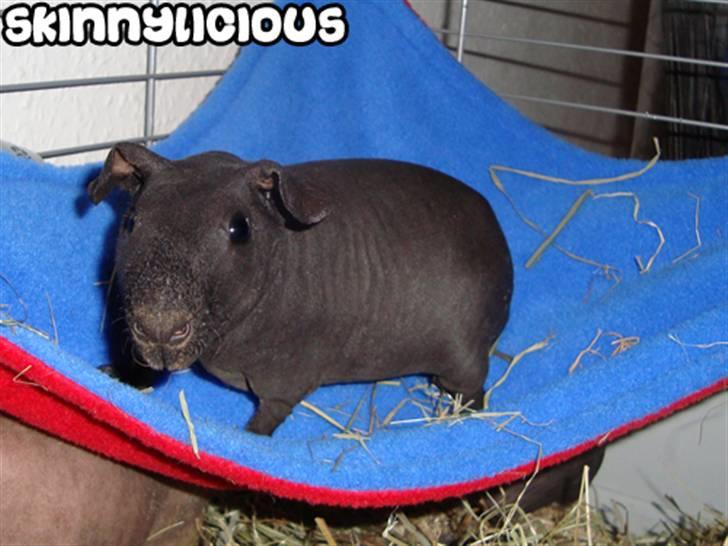 Marsvin ChSzH Ciara - Ciara i en hængekøje jeg syede til hende billede 1