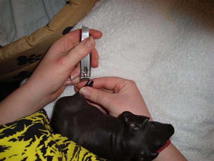 Marsvin ChSzH Ciara - Ciara får klippet negle billede 3