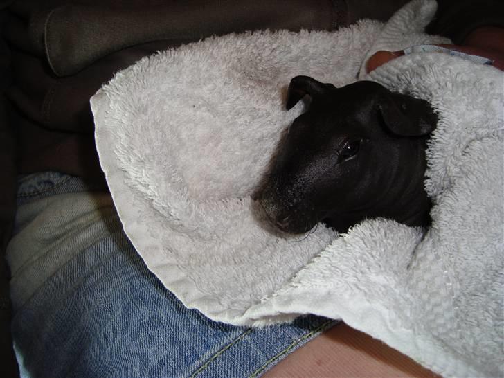 Marsvin ChSzH Ciara billede 5