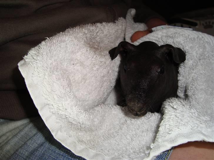 Marsvin ChSzH Ciara - Ciara bliver tørret efter at have været i bad billede 6