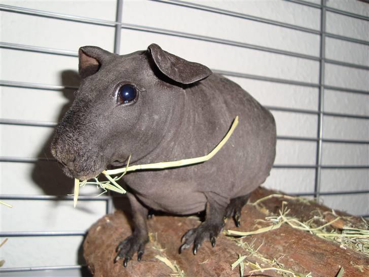 Marsvin ChSzH Ciara - yay, Ciara fik hø billede 9