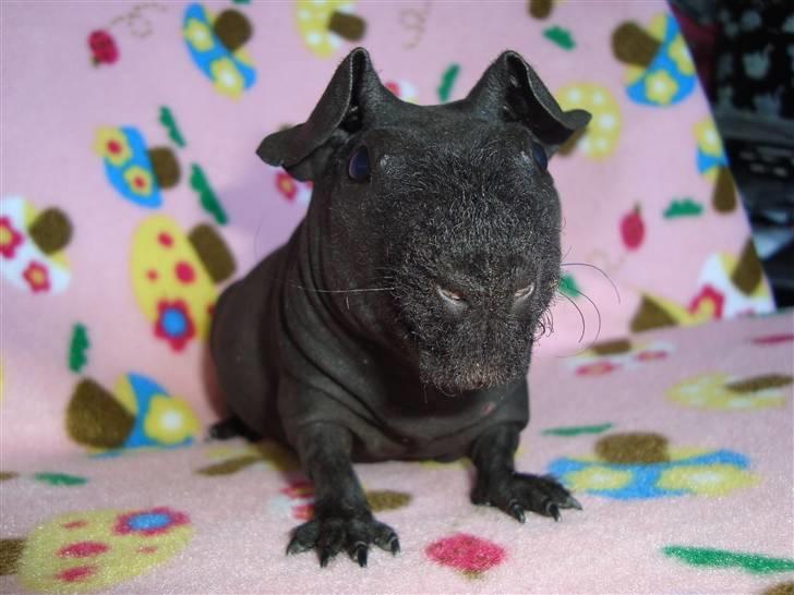 Marsvin ChSzH Ciara billede 10