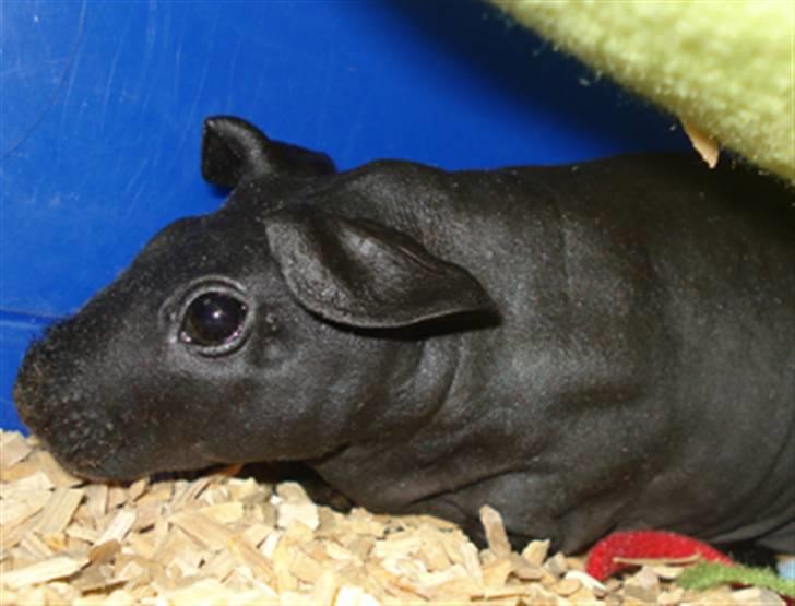 Marsvin ChSzH Ciara billede 11