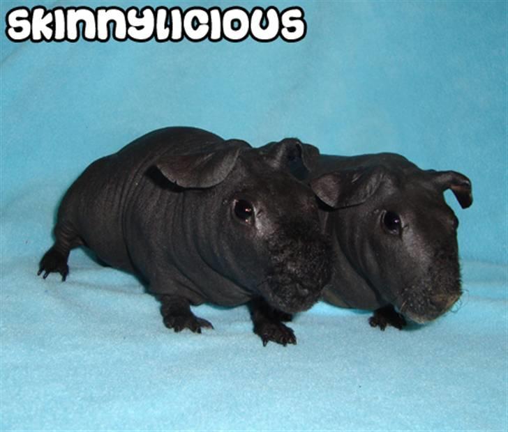 Marsvin ChSzH Ciara - Ciara + hendes mand billede 15