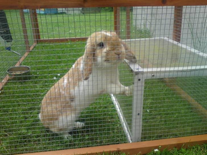 Kanin Smart Von De - så sød (; foto: mig billede 11