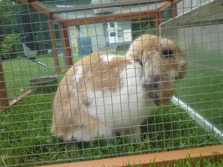 Kanin Smart Von De - smukhed.dk foto: mig billede 12