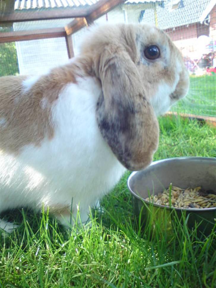 Kanin Smart Von De - sødhed.dk foto: mig    tak for kigget (; billede 13