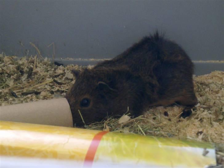 Marsvin Pjuske R.I.P billede 1