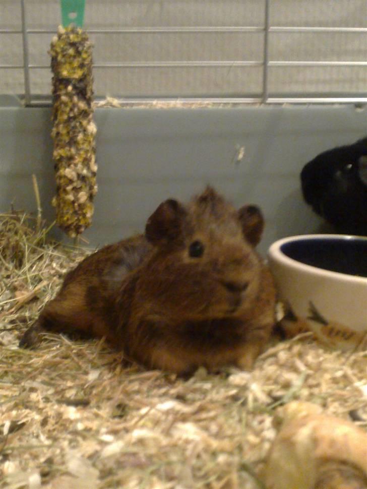 Marsvin Pjuske R.I.P billede 2