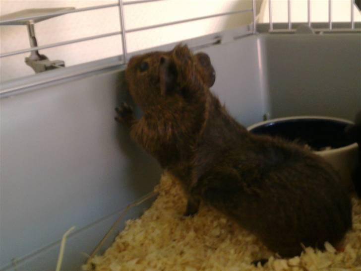 Marsvin Pjuske R.I.P billede 3