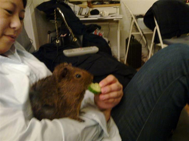 Marsvin Pjuske R.I.P billede 4