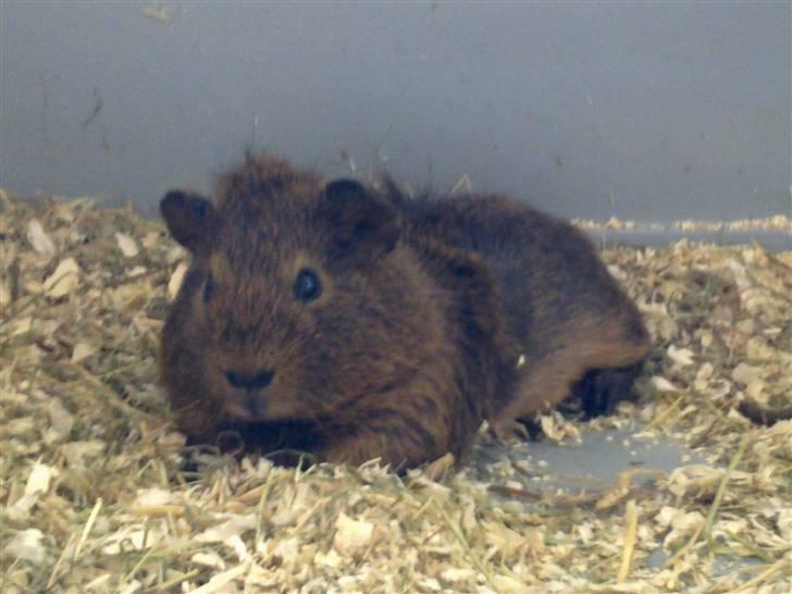 Marsvin Pjuske R.I.P billede 5