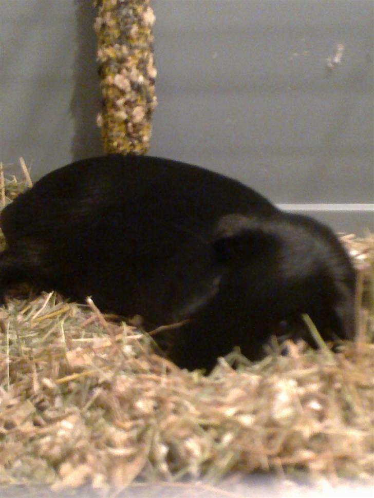 Marsvin Speedy billede 1