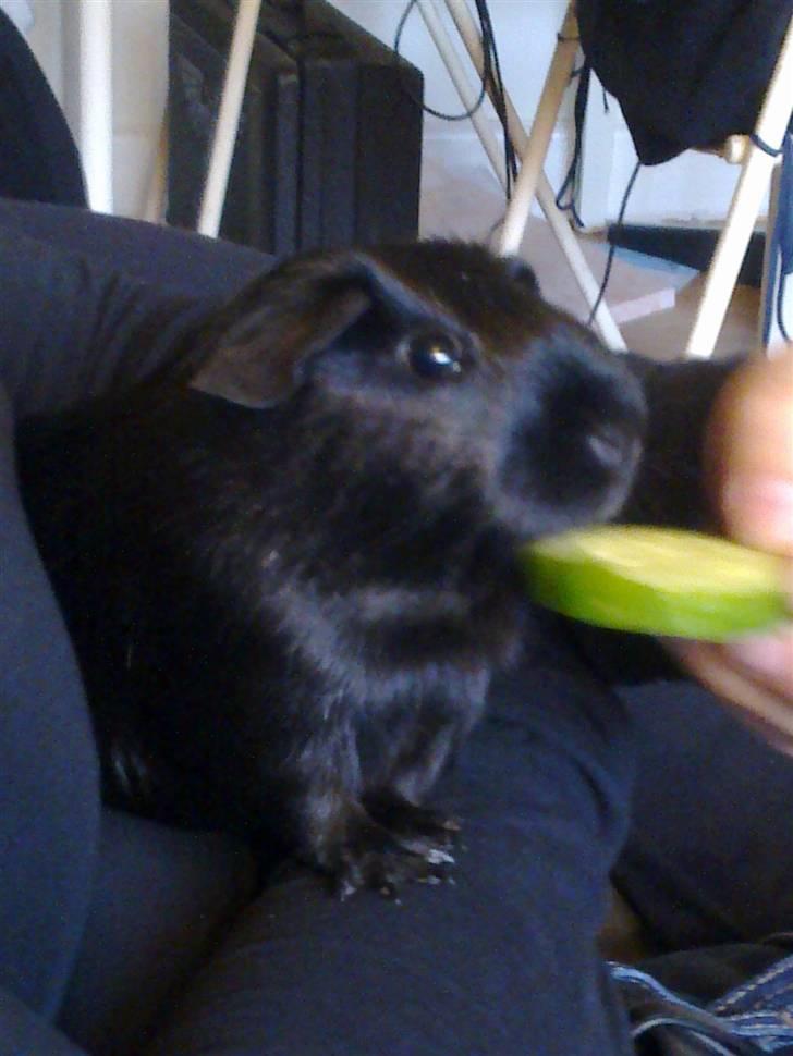 Marsvin Speedy billede 2