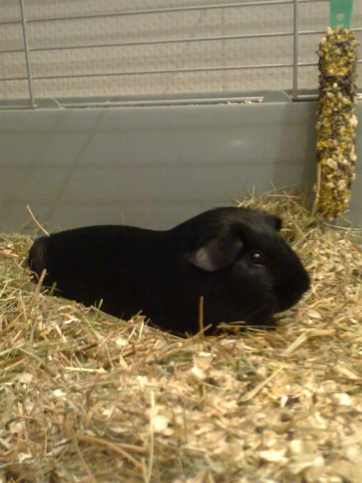 Marsvin Speedy billede 3