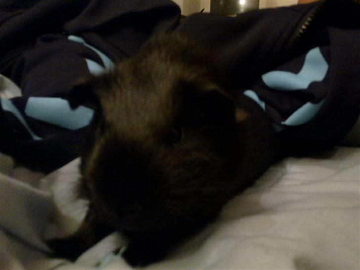 Marsvin Speedy billede 4