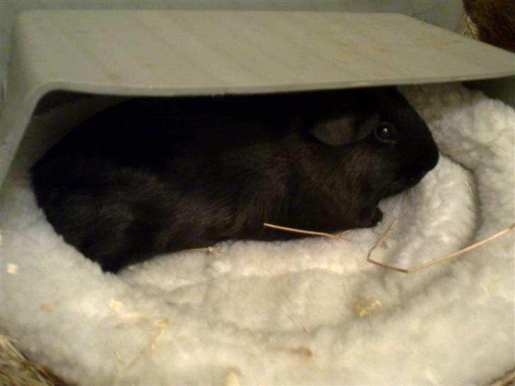 Marsvin Speedy billede 5