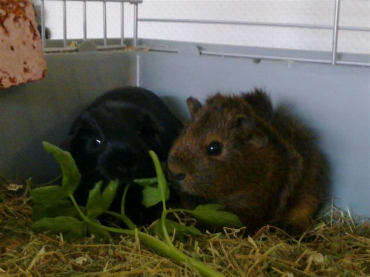 Marsvin Speedy billede 7