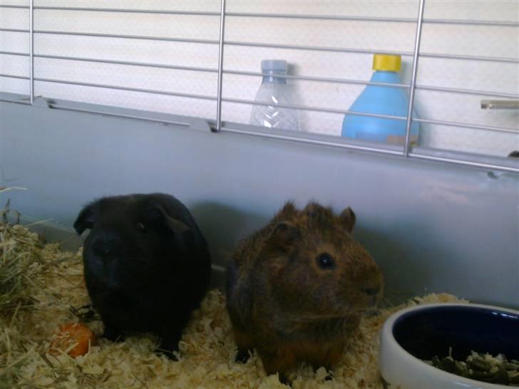 Marsvin Speedy billede 9