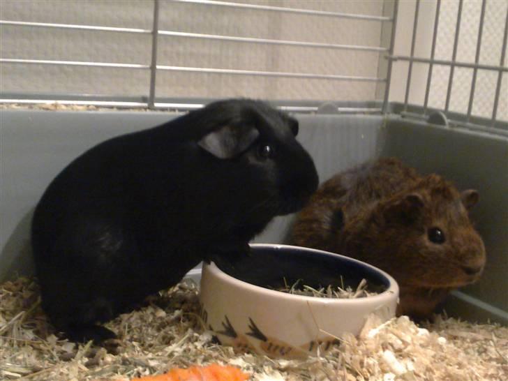 Marsvin Pjuske R.I.P billede 6