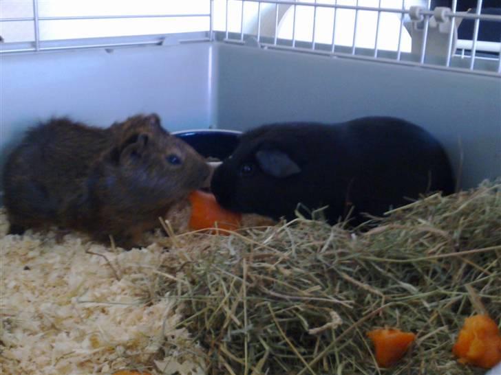 Marsvin Pjuske R.I.P billede 8