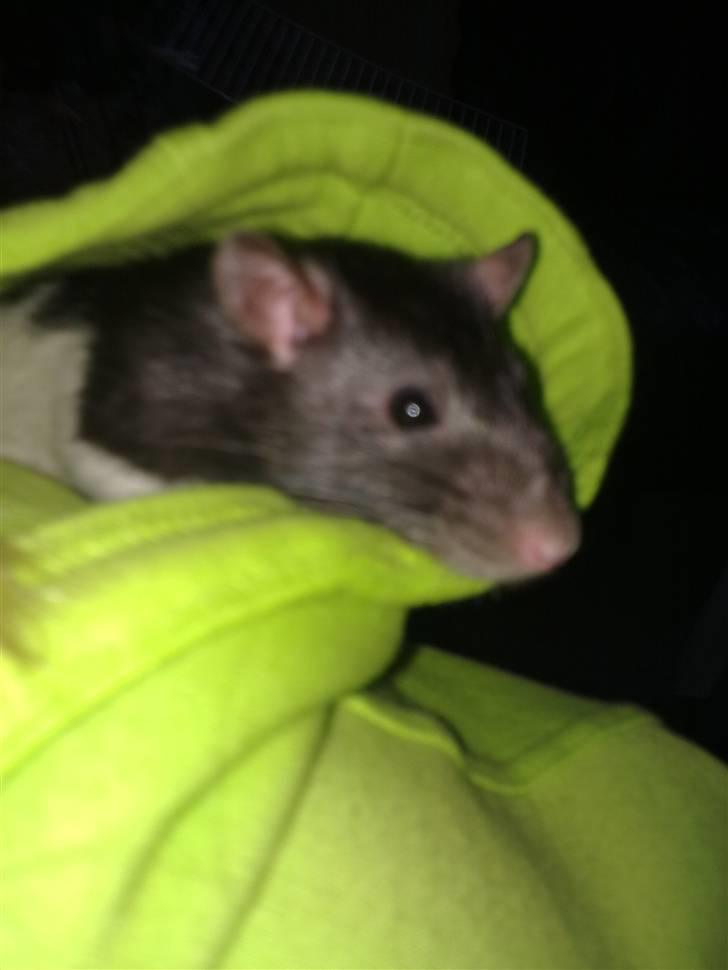 Tamrotte Sylvester billede 10